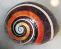 Sneglehuset representerer spiraler, ett av 5 mønstre i naturen