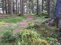 Nyt skogens ro i Maridalen og la deg coache av GetOut coachenPicture