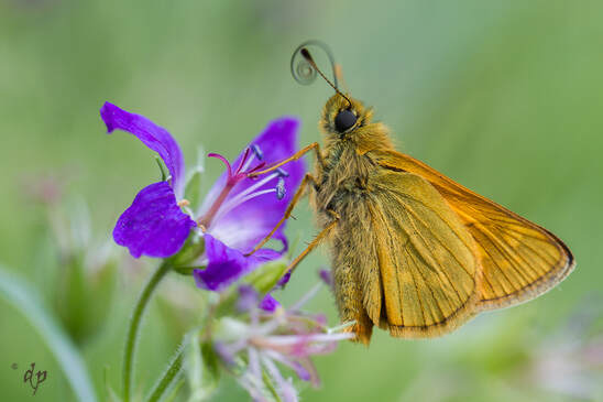 sommerfugl på en blomst - nyt øyeblikk av skjønnhet