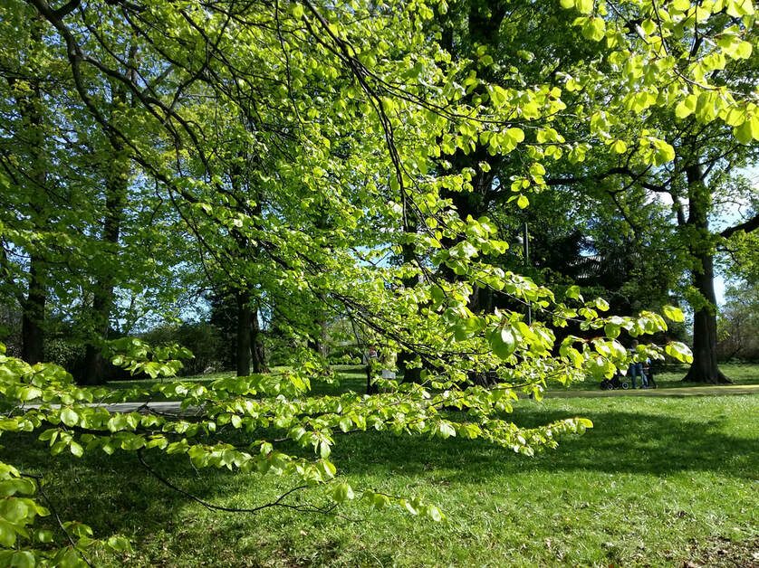 Forfriskende grønne Botaniske hage i Oslo