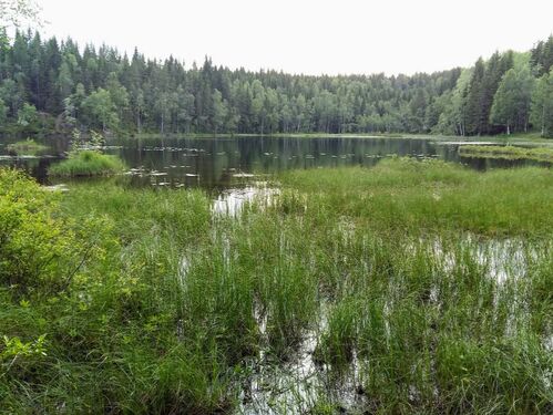 Myr og stille innsjø - en fin omgivelse for givende samtaler med GetOut coachen