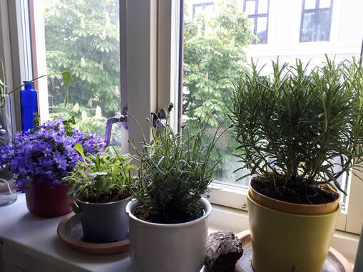 Vinduskarm med potteplanter - et velgjørende syn for å kunne slappe av