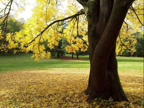 Ekebergparken: et sjenert tre kan hjelpe deg akseptere din tilbakeholdenhet