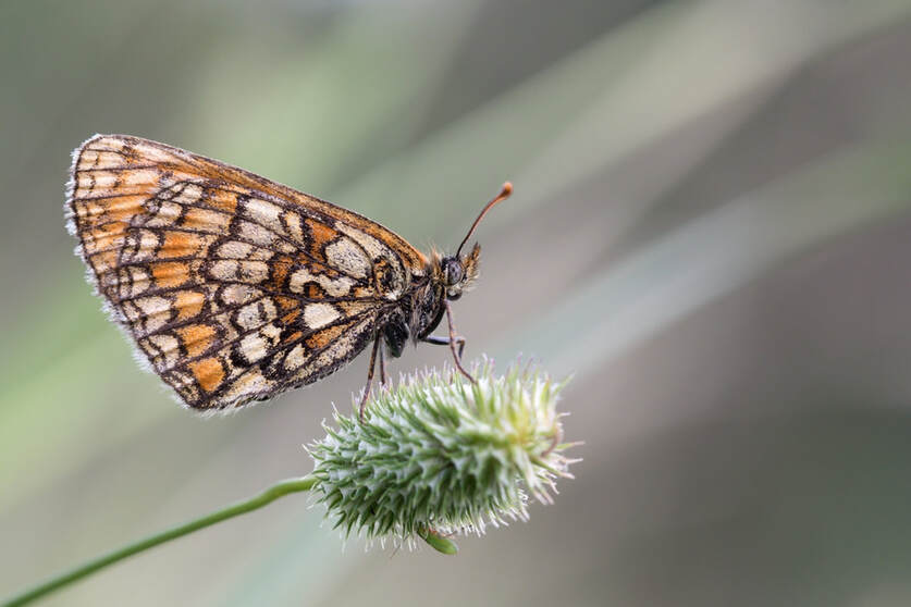 Søk næring i naturen med sommerfuglen som forbilde 
